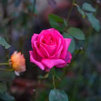 薔薇,薔薇 バローレの画像