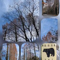 ビデンス,ツバキ,ナンテン,メタセコイア,ブナの画像