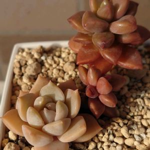 白牡丹,白牡丹,ピンクルルビー, ブロンズ姫,多肉植物の画像