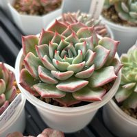 チワワエンシスYecora,チワワエンシスYecora,多肉植物,ベランダの画像