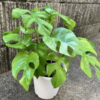 モンステラ,モンステラ,観葉植物,観葉植物のある暮らしの画像