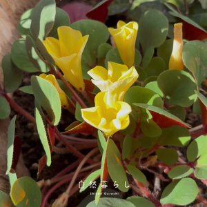 オキザリス・ルテオラ,花のある暮らし,植物のある暮らし,肥料,自然のある暮らしの画像