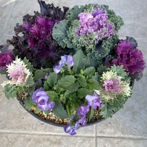 葉牡丹,花が好き,寒冷地,サントリー ミルフル,サントリー フラワーズの画像