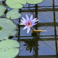 スイレン,都立神代植物公園,お出かけ先の画像