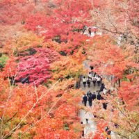 紅葉（こうよう）,植物のある暮らし,紅葉狩り,おでかけ先,秋の京都の画像