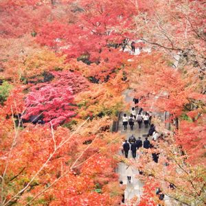 紅葉（こうよう）,植物のある暮らし,紅葉狩り,おでかけ先,秋の京都の画像