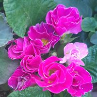 キンギョソウ,オキザリス　桃の輝き,バラ咲きジュリアン,八重咲きストック,繋がりに感謝✨の画像