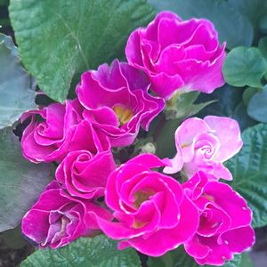 キンギョソウ,オキザリス　桃の輝き,バラ咲きジュリアン,八重咲きストック,繋がりに感謝✨の画像