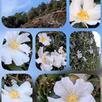 キク,サザンカ,サザンカ,サザンカ,北山通りにて…の画像