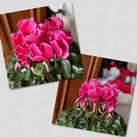 シクラメン,大きなシクラメン,可愛い,癒し,花のある暮らしの画像