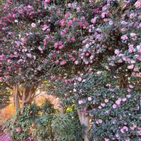 サザンカ,センリョウ,キミノセンリョウ,ピンクの花,いつもありがとう♡の画像