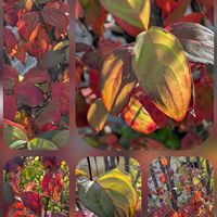 アゲラタム,サザンカ,リナリア,紅葉,カッコウアザミの画像