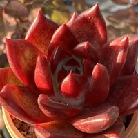 エボニー×コロラータタパルパ,多肉植物,エケベリア属,多肉大好き,多肉植物のある暮らしの画像