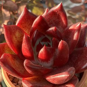 エボニー×コロラータタパルパ,多肉植物,エケベリア属,多肉大好き,多肉植物のある暮らしの画像