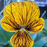 キンセンカ,照波,ビオラ タイガーアイ,ベルゲランサス照波,フリル咲きパンジーの画像