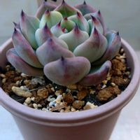 エケベリア,ベリースフレ,ベリースフレ,多肉植物,love&peaceの画像