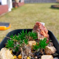 オーニソガラム,オーニソガラム　リトプソイデスの画像