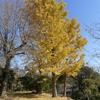 キンギョソウ,ビワの花,イチョウ黄葉,枇杷の花が満開の画像