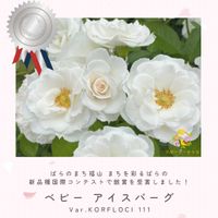 バラ,アイスバーグ,四季咲き中輪系,バラ　ベビー アイスバーグ,白いバラの画像