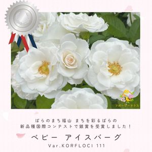 バラ,アイスバーグ,四季咲き中輪系,バラ　ベビー アイスバーグ,白いバラの画像