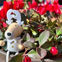 チェッカーベリー,癒し,花のある暮らし,植物のある暮らし,お庭のお花の画像