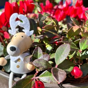 チェッカーベリー,癒し,花のある暮らし,植物のある暮らし,お庭のお花の画像