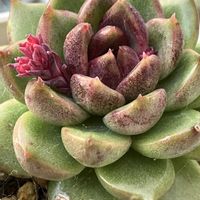 ハムシー,斑入りミセバヤ,ブラックローズ,ピーチブリデ,リコの画像