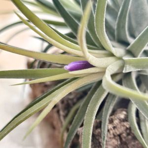 チランジア,イオナンタ,エアプランツ,福岡県,金曜日の蕾たちの画像