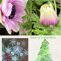 アネモネ,オキザリス・バーシカラー,花のある暮らし,小さな幸せ♡,ありがとう♡の画像