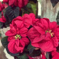 ポインセチア,多肉植物,観葉植物好き,クリスマス月間,金曜日の蕾たちの画像