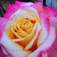 バラ,薔薇♪,ばら バラ 薔薇,メイアン社,ドイツコルデス作出の画像