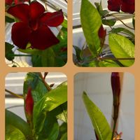 サンパラソル,ノボロギク,金曜日の蕾たち,サンパラソル/Hの画像