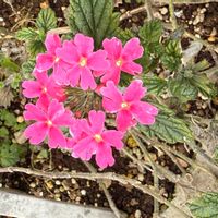 バーベナの画像