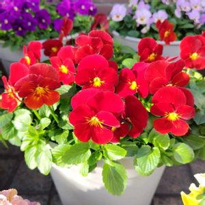 ビオラ,ラ・ヴィオラ,ラ・ヴィオラ　レッド,コメリ,玄関アプローチの画像