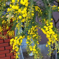 ミモザ,イヌホオズキの花♡の画像