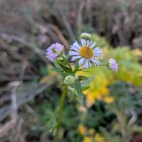 セイタカアワダチソウ,ヒメジョオン,セイタカアワダチソウの綿毛,狗尾草(えのころぐさ)  猫じゃらし,全てに祈りを♪の画像