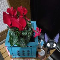 シクラメン,玄関内側の画像