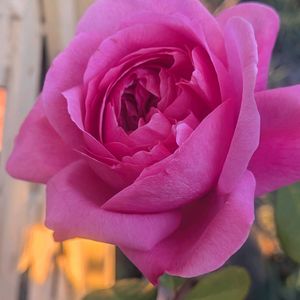 ルージュピエールドゥロンサール,フリル咲きパンジー アンティークラッフル,植中毒,可愛い❤,私の癒し♡の画像