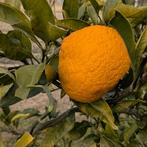柚子の画像