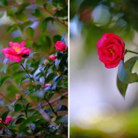 サザンカ,おでかけ先,千葉市都市緑化植物園,千葉市若葉区の画像
