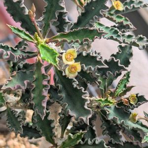 ユーフォルビアの仲間,成長記録,オ〜！かわいい,今日の室内の画像