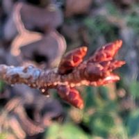 枝垂れ桜,イロハモミジ,シダレザクラ,黒船 ツツジ,イロハモミジの落ち葉の画像