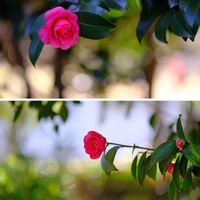 サザンカ,おでかけ先,千葉市都市緑化植物園,千葉市若葉区の画像
