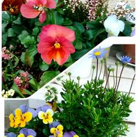 玄関アプローチの画像