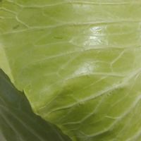 野菜,観葉植物水栽培,キッチン,家庭菜園の画像