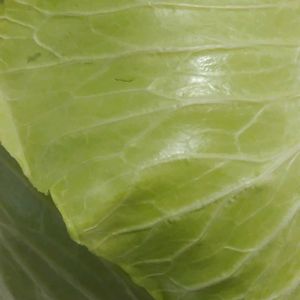 野菜,観葉植物水栽培,キッチン,家庭菜園の画像