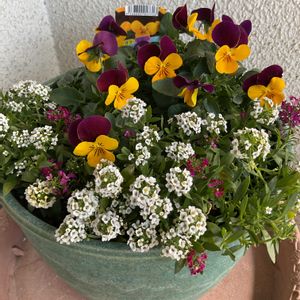 アリッサム,パンジー,ビオラ,ミックスアリッサム,寄せ植えの画像