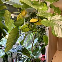 ウンベラータ,フィカス　ウンベラータ,フィカス,癒しの空間,寒さに負けるなの画像