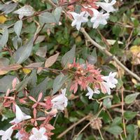 アベリアの画像