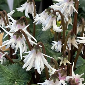 鉢植え,北陸頑張って♡♡♡,能登の方々頑張って♡,白暉美人,hanaZouの画像